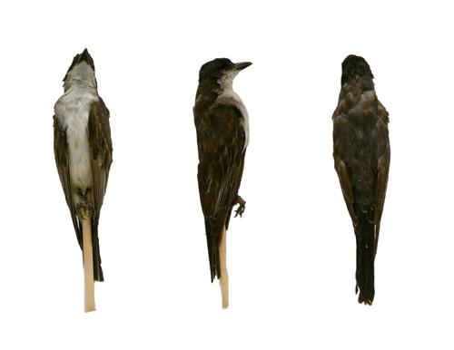 Eastern Kingbird